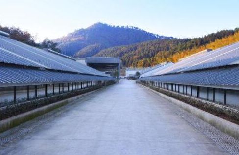 他身价千亿却要去养猪，还卖出一头11万高价！_行业观察_电商报