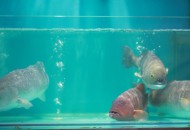 供应链公司“买条活鲜”获数百万元天使轮融资