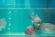 京东与中国水产流通与加工协会签署战略合作协议