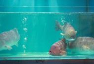 “食务链”获数千万元B轮融资 蜂网投资为投资方